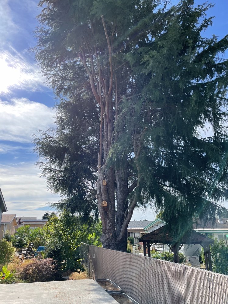 Photo of Northwest Residential Arborist And Excavating