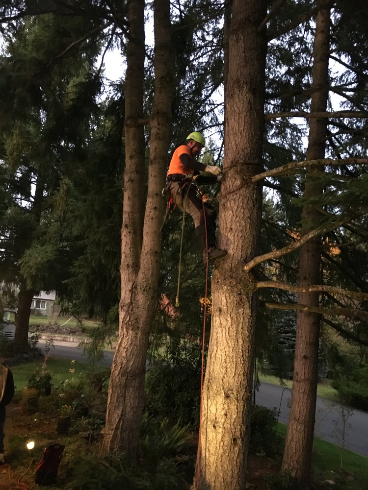 Photo of Northwest Residential Arborist And Excavating