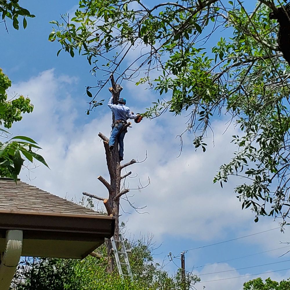 Photo of Barrios Bro's Landscaping