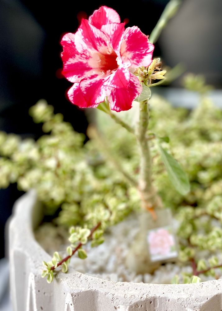 Photo of Armstrong Garden Centers