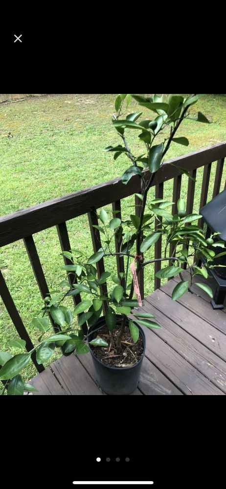 Photo of Accent Nursery & Landscaping