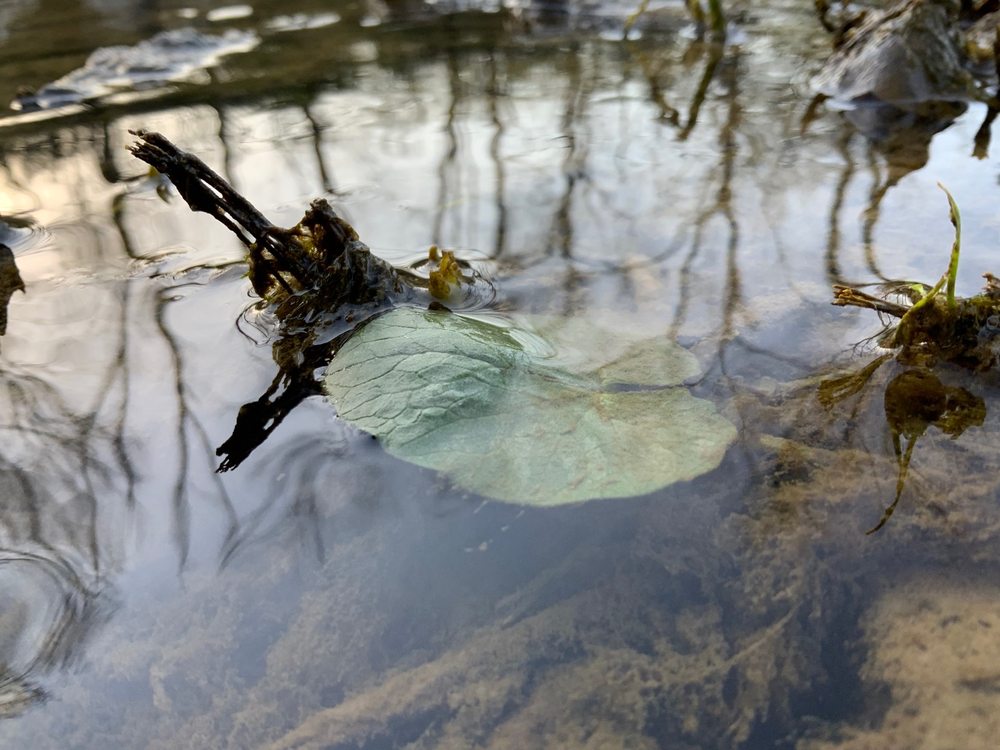 Photo of Beckley Creek Park