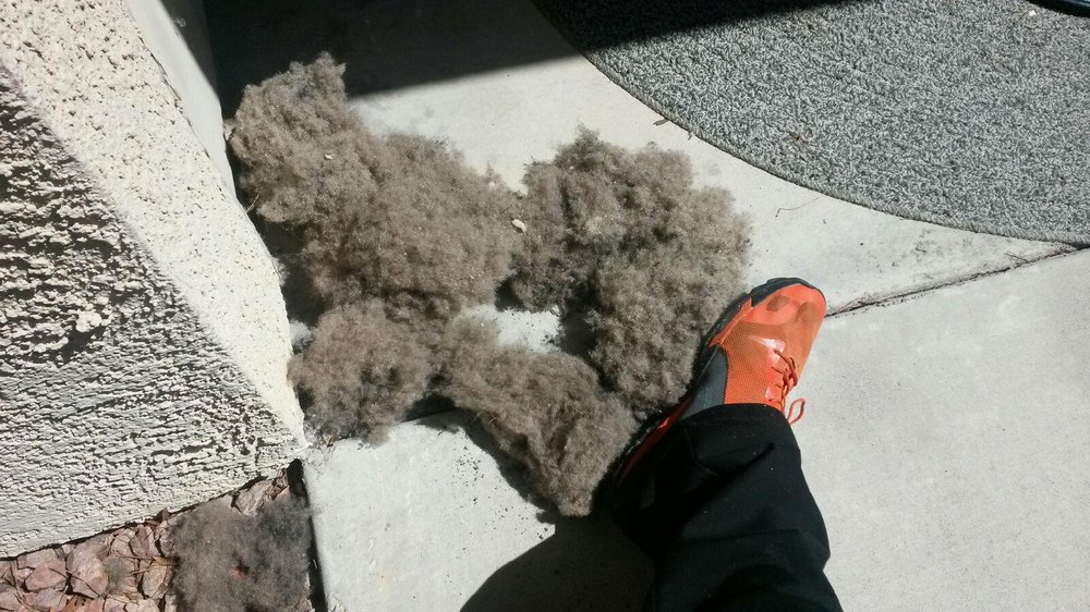 Photo of Ecodry Carpet Cleaning