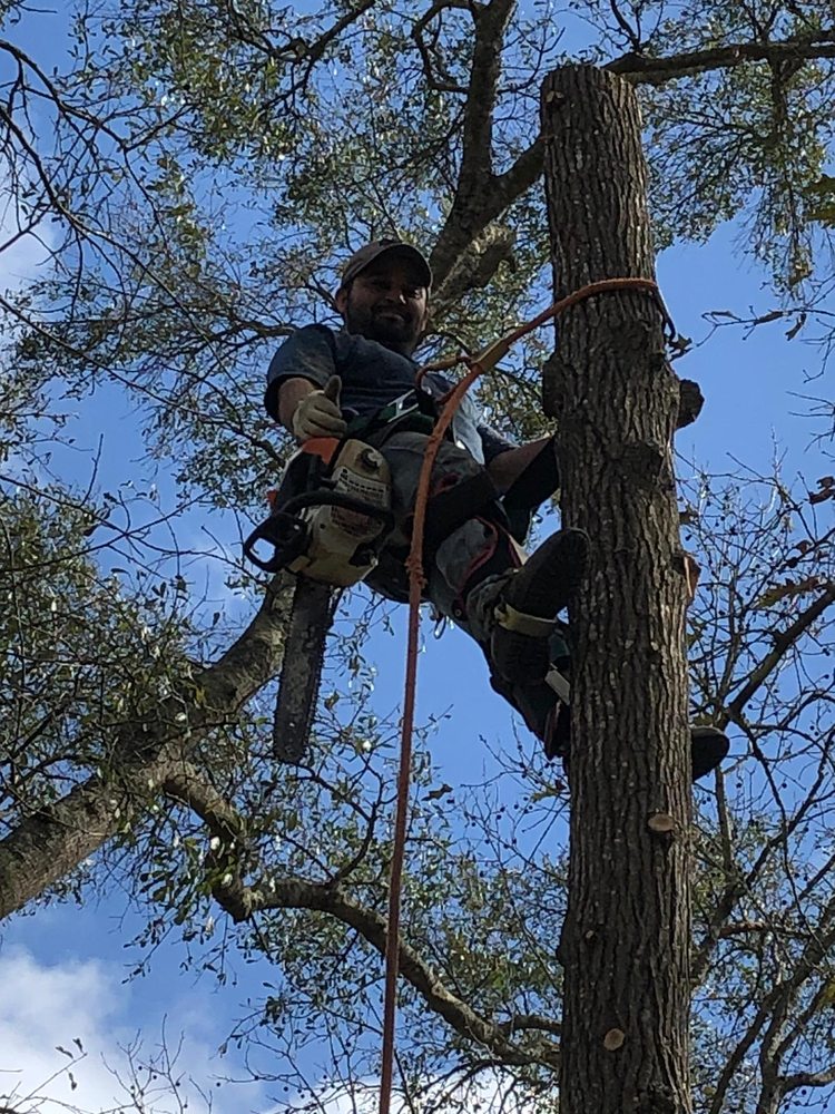 Photo of Williams Tree Service