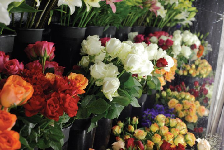 Photo of Cabbage Rose