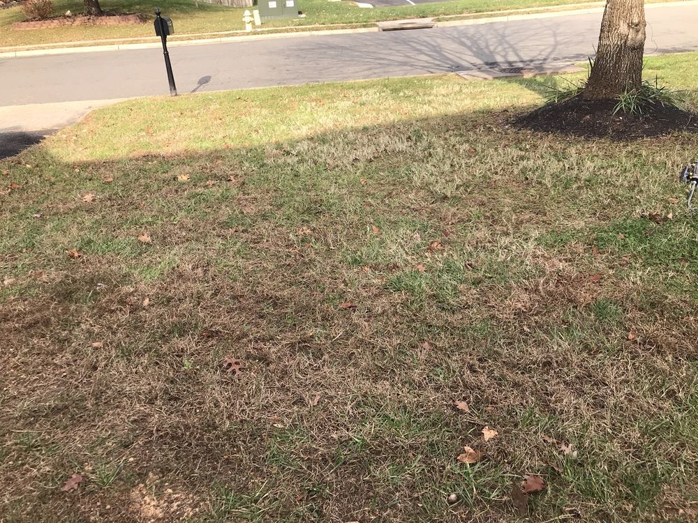 Photo of Perfect Lawns