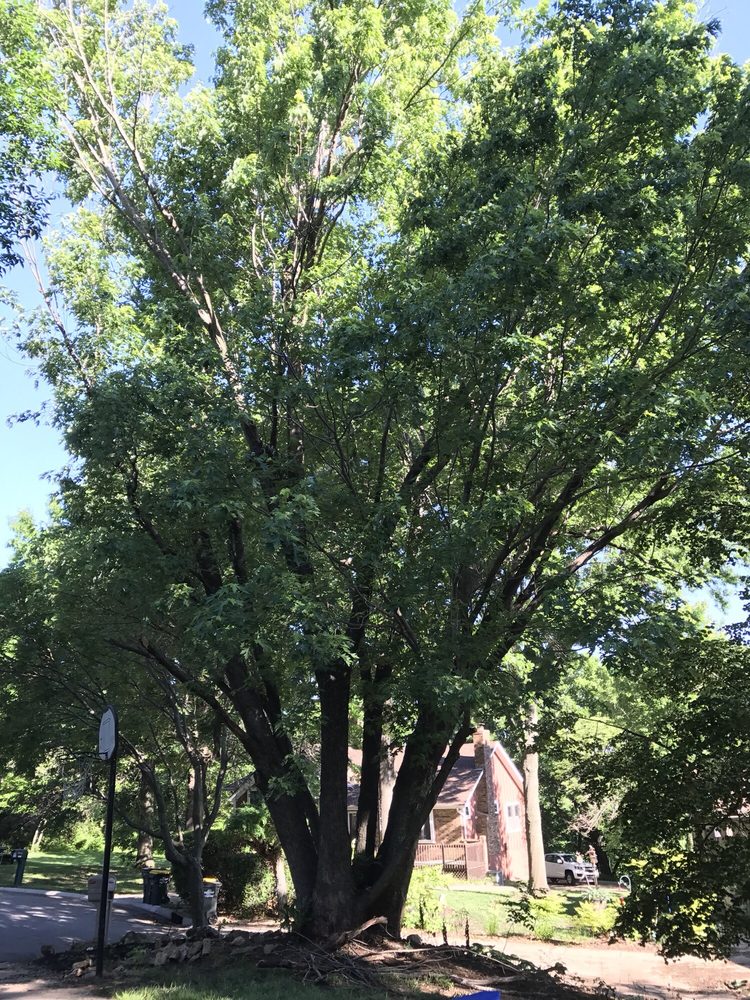 Photo of Elite Tree Service