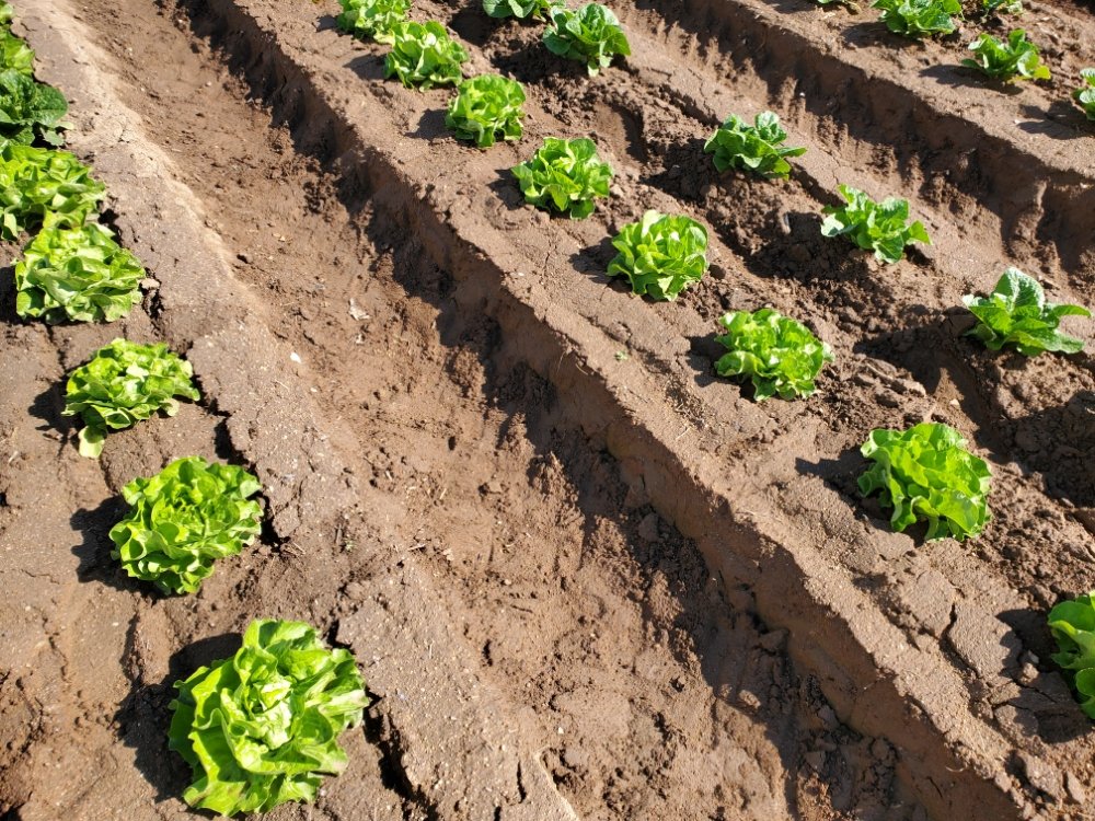 Photo of AG IPM