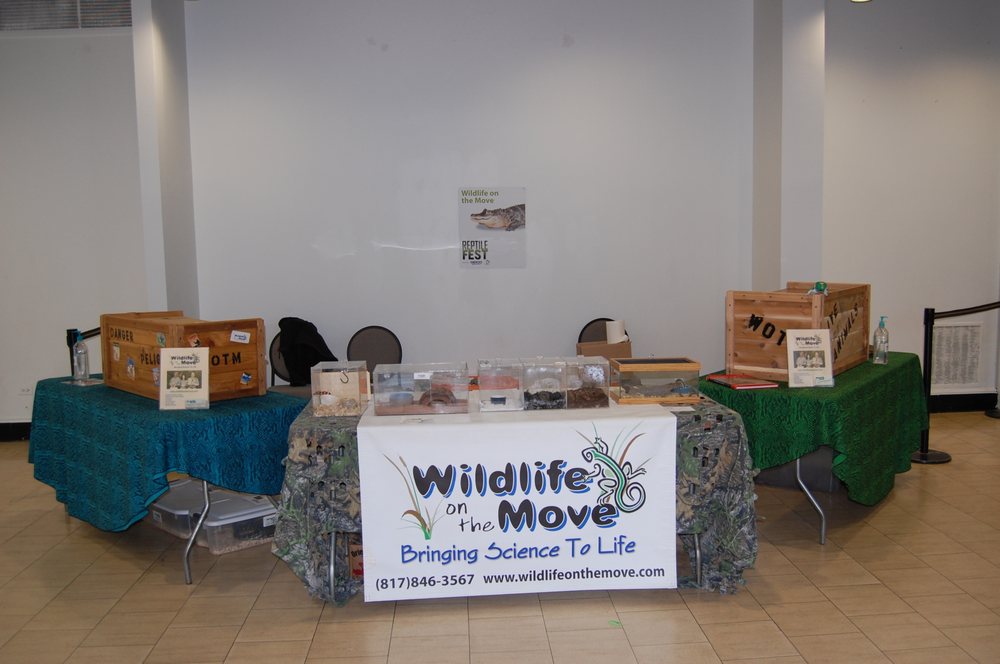 Photo of Wildlife On The Move
