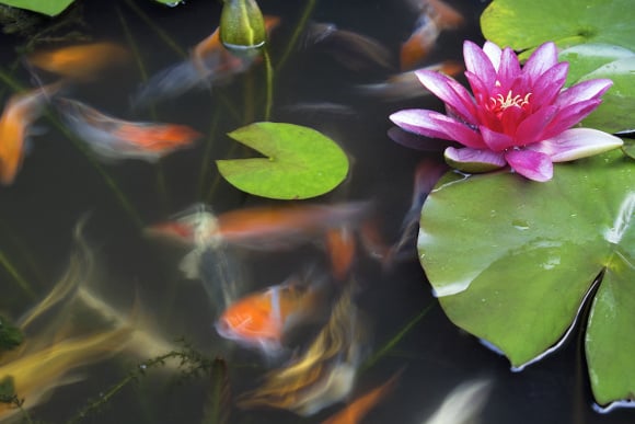 Photo of Living Waters Pond Supplies