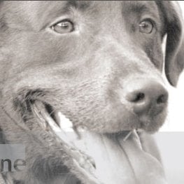 Photo of Brown Dog Creative