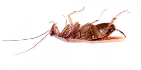 Photo of Aardwolf Termite & Pest Control Services