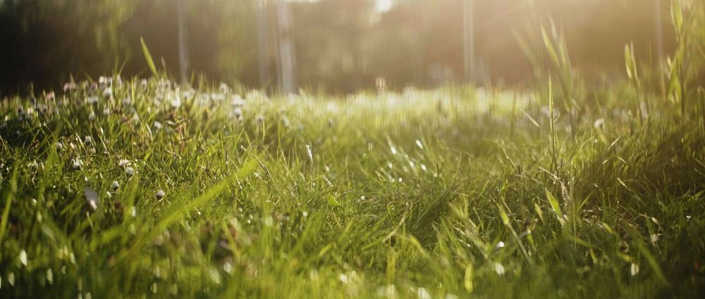 Photo of Advanced Lawn Solutions