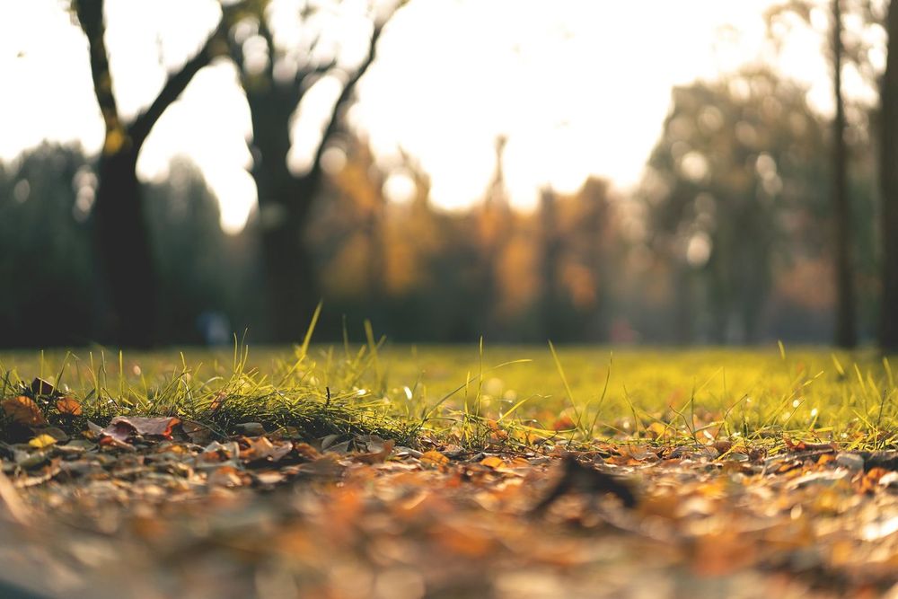 Photo of Advanced Lawn Solutions