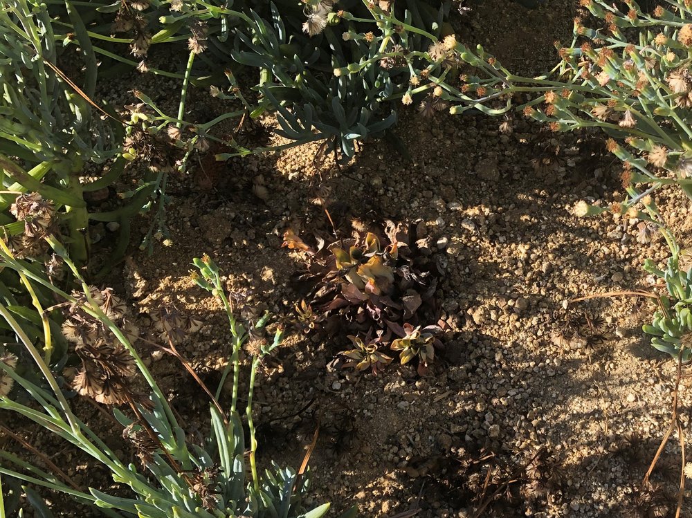 Photo of Four Guys Landscaping