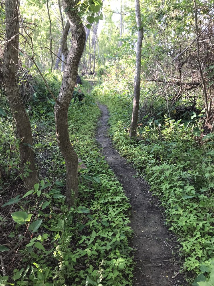Photo of A More Certain Path