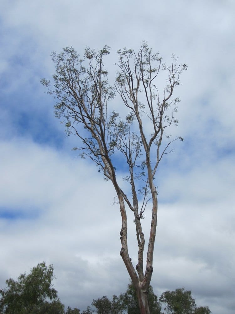 Photo of California Exteriors Landscape and Tree Service