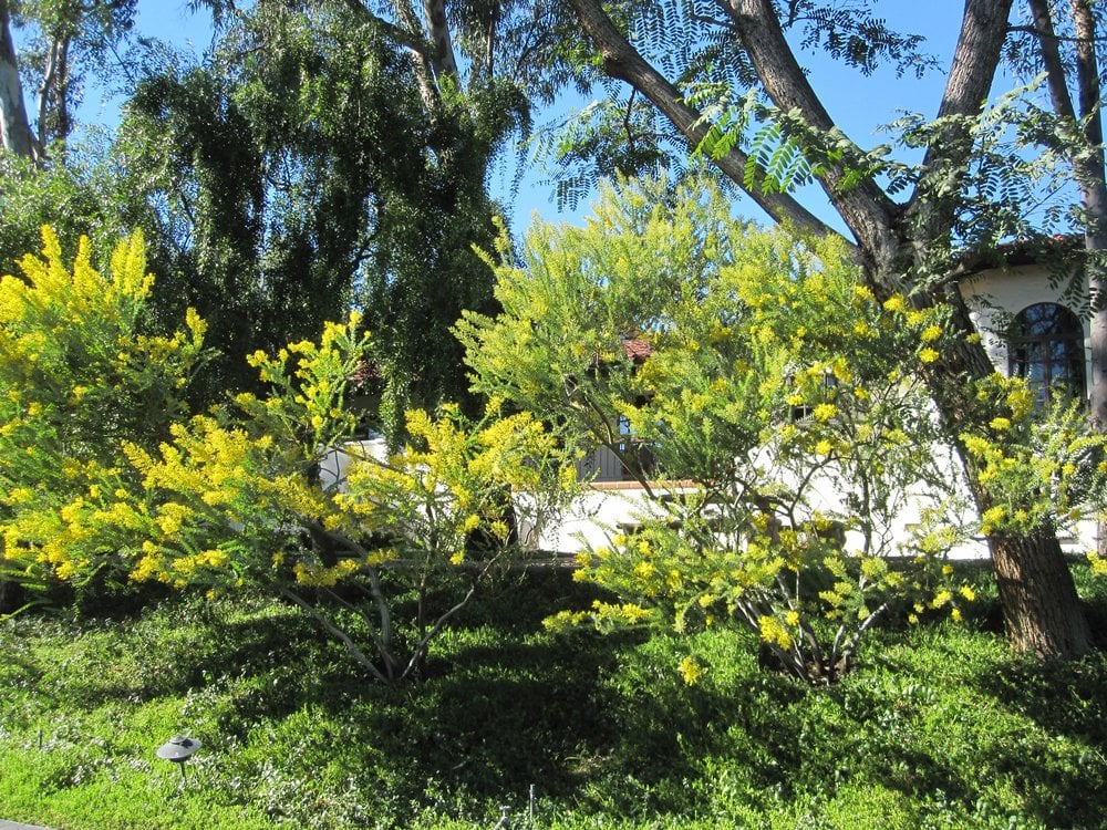 Photo of California Exteriors Landscape and Tree Service