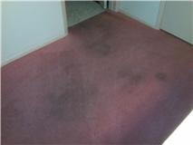 Photo of Oxi Fresh Carpet Cleaning