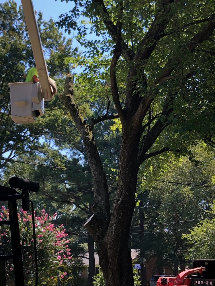 Photo of Brandon's Tree Service