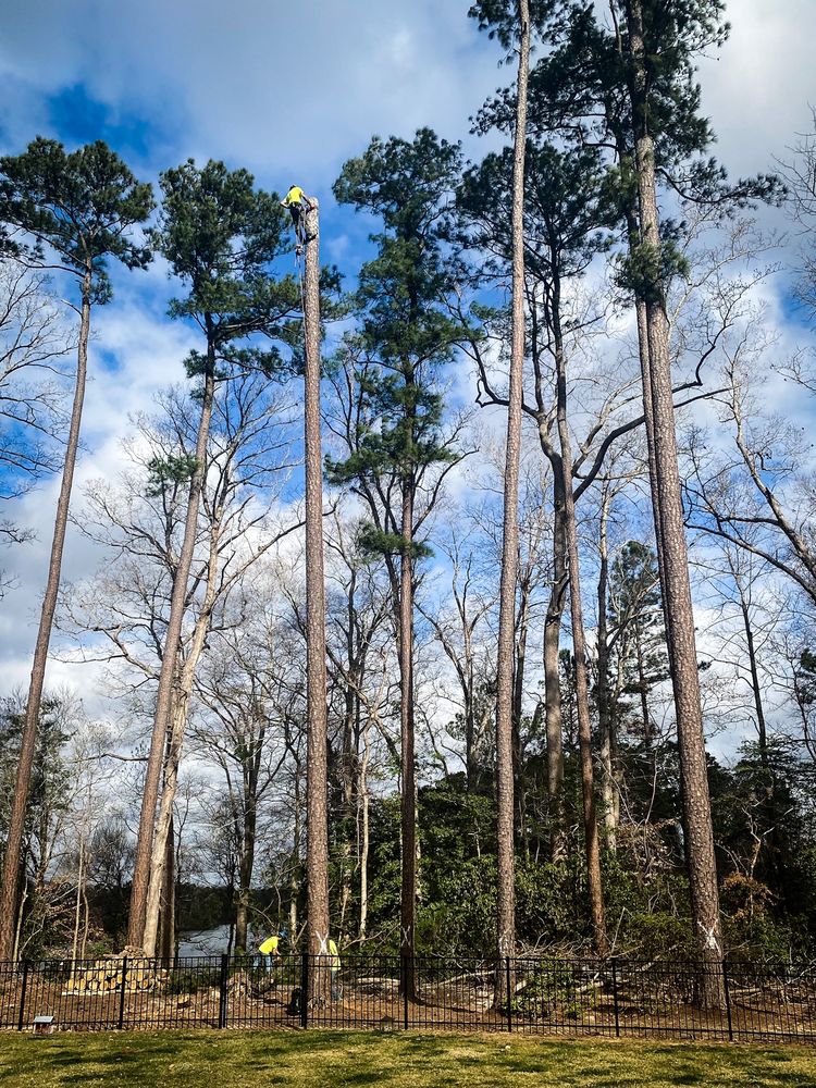 Photo of Brandon's Tree Service