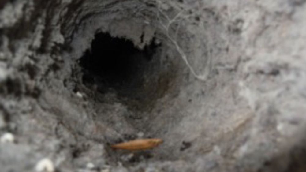 Photo of Maxima Duct Cleaning - Dryer Vent, Chimney Cleaning