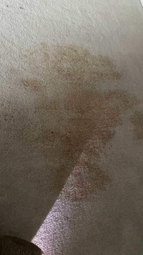 Photo of Ace Carpet Care
