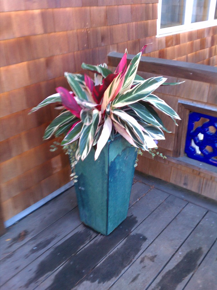 Photo of The Avant Gardener