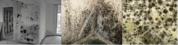 Photo of Charlotte Mold Removal