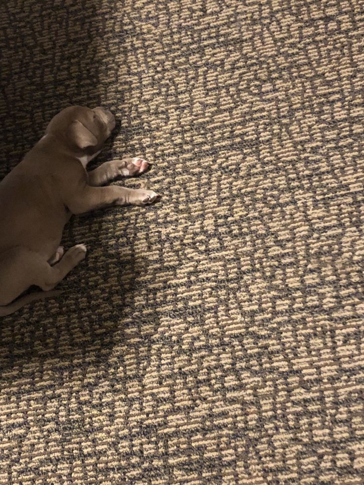 Photo of NC Mtn Fresh Carpet Care