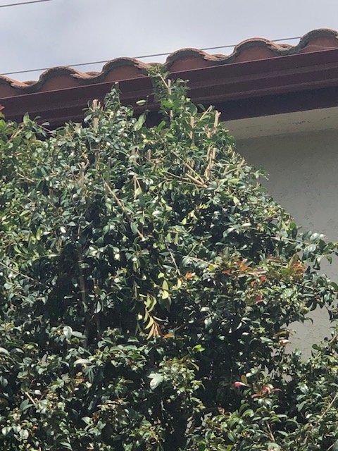 Photo of Tan's Gardening Service