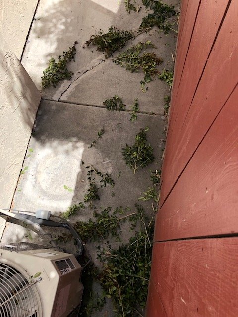 Photo of Tan's Gardening Service