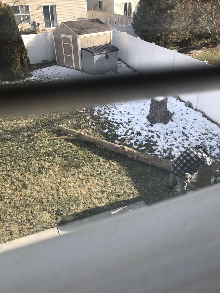 Photo of Supreme Tree Experts Utah