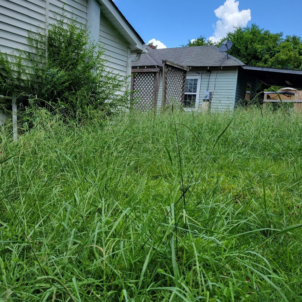 Photo of Silverback lawn and handyman service