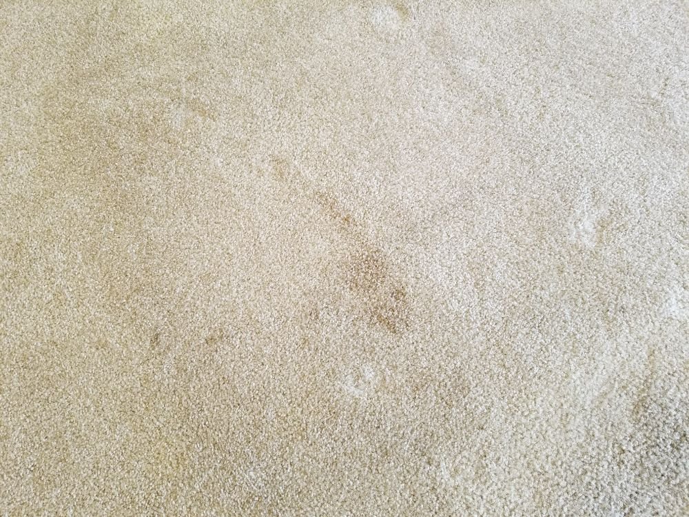 Photo of Advance Carpet Cleaning