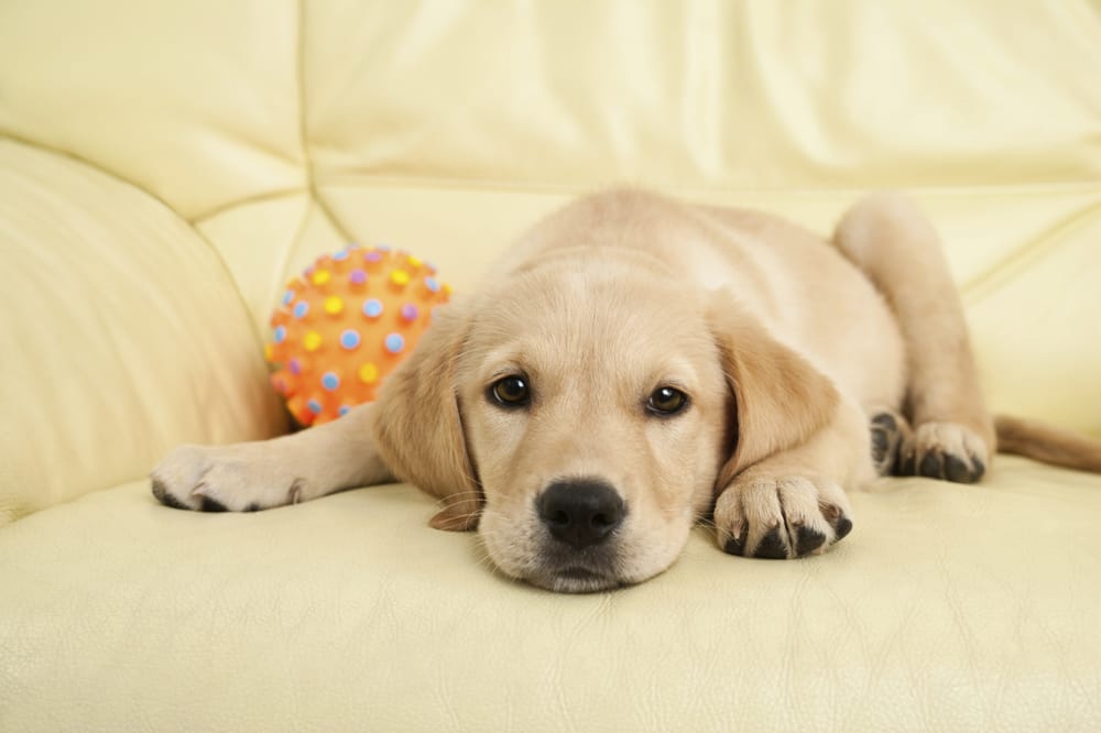 Photo of Best Carpet Cleaning Experts