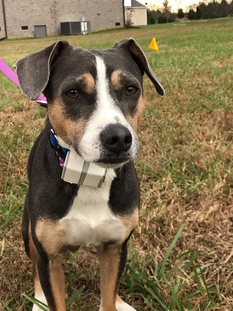 Photo of Tennessee Dog Guard