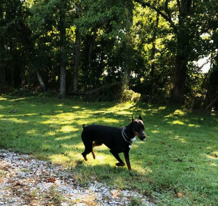 Photo of Tennessee Dog Guard