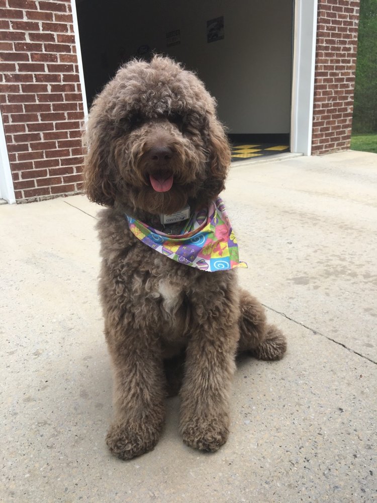 Photo of Tennessee Dog Guard