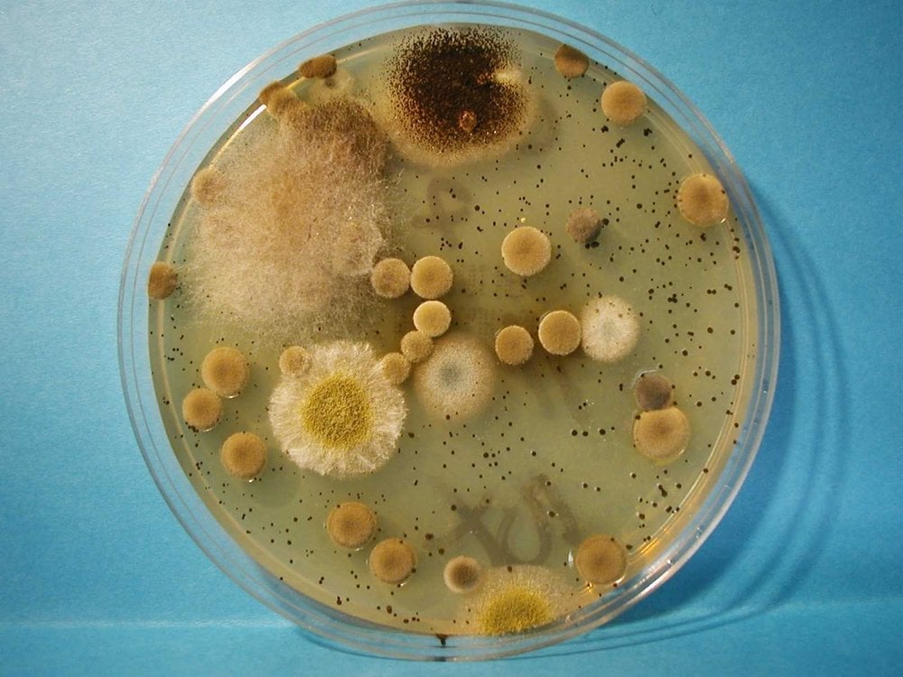 Photo of Moldlab, Ltd
