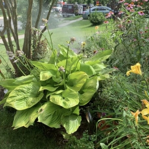 Annapolis Carlton's Landscaping