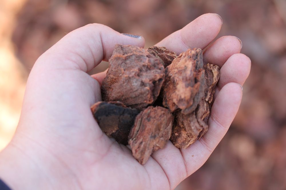 Photo of Evergreen Supply