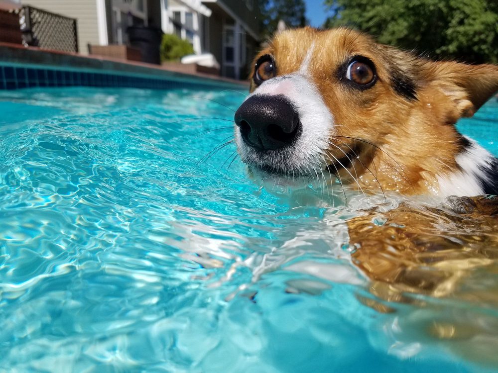 Photo of Skim N' Dip