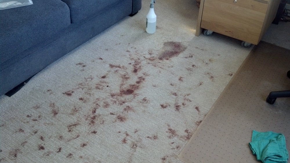 Photo of Quality Carpet Care & Upholstery Cleaning