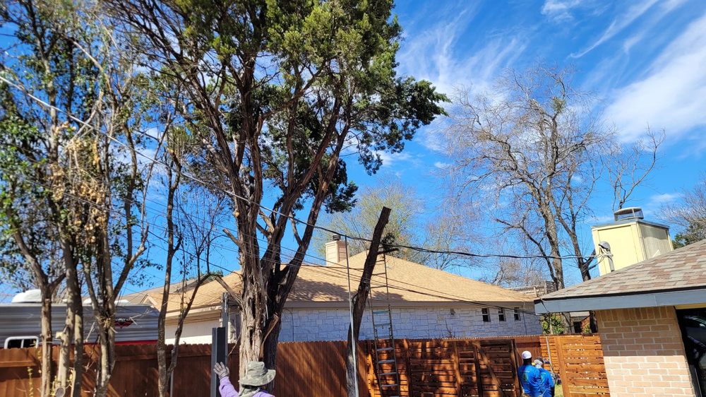 Photo of L&I Tree Service and More