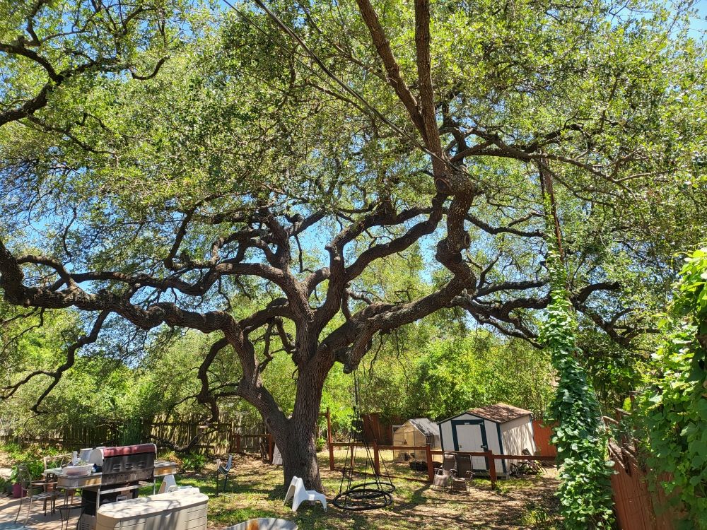 Photo of L&I Tree Service and More