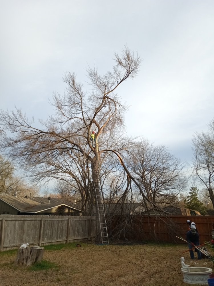 Photo of L&I Tree Service and More