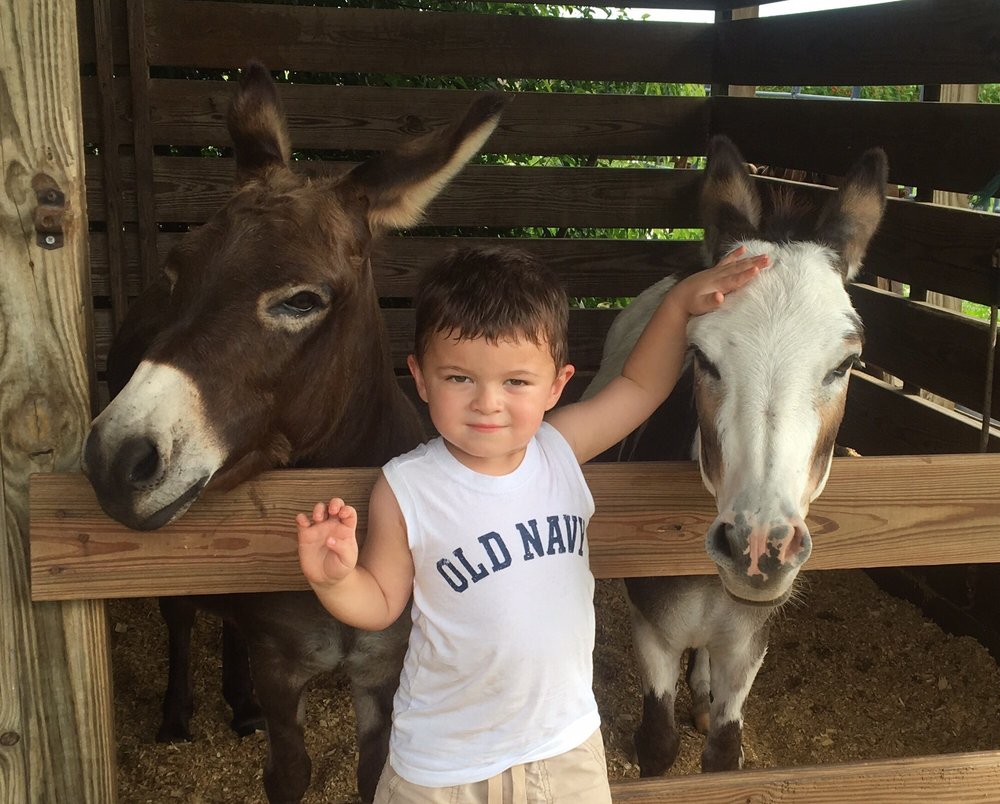 Photo of Party Animals Pony Rides