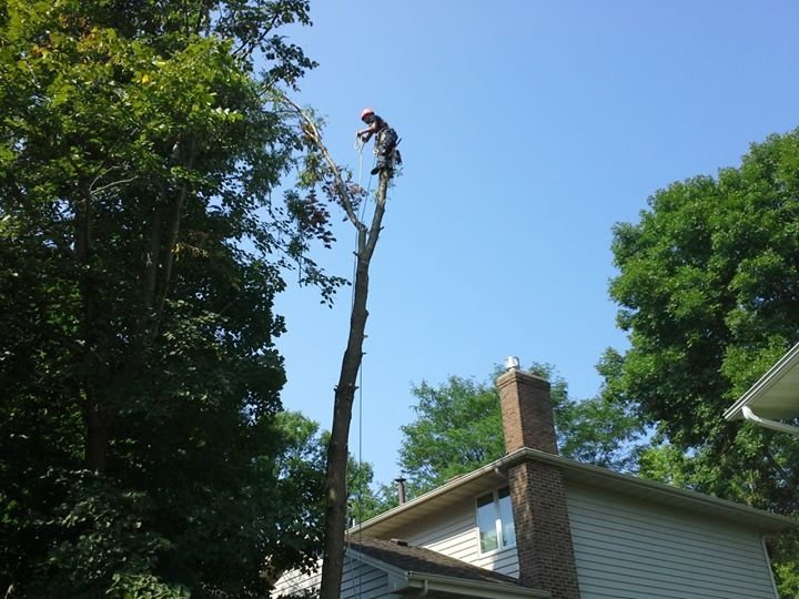 Photo of Golden Oak Tree Service