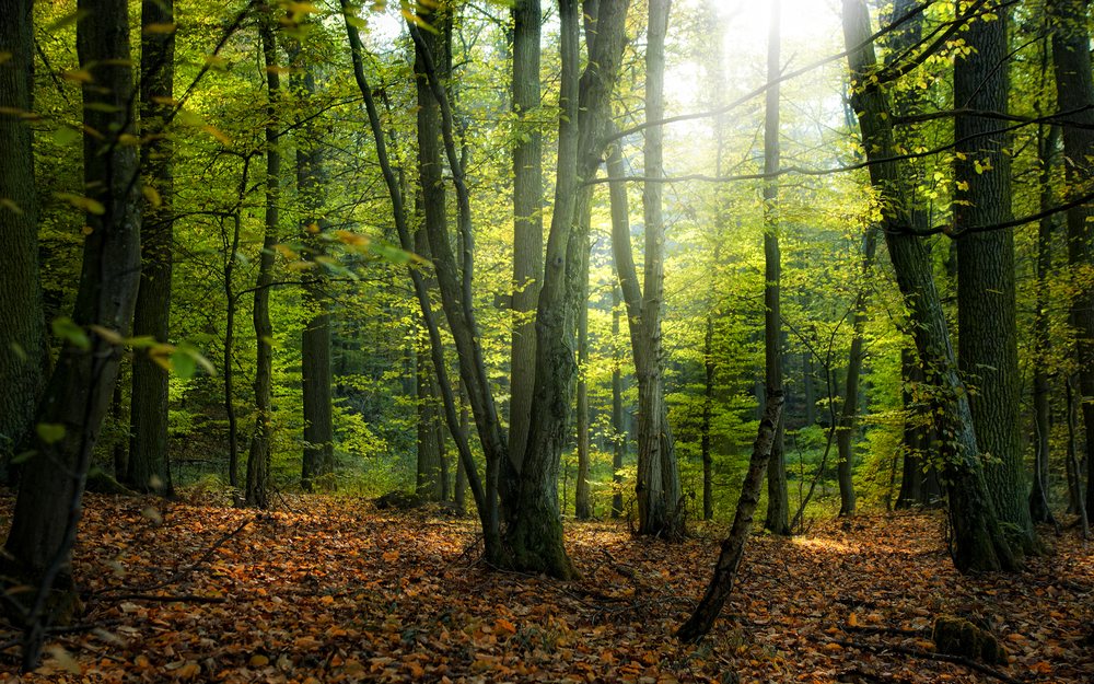 Photo of Golden Oak Tree Service